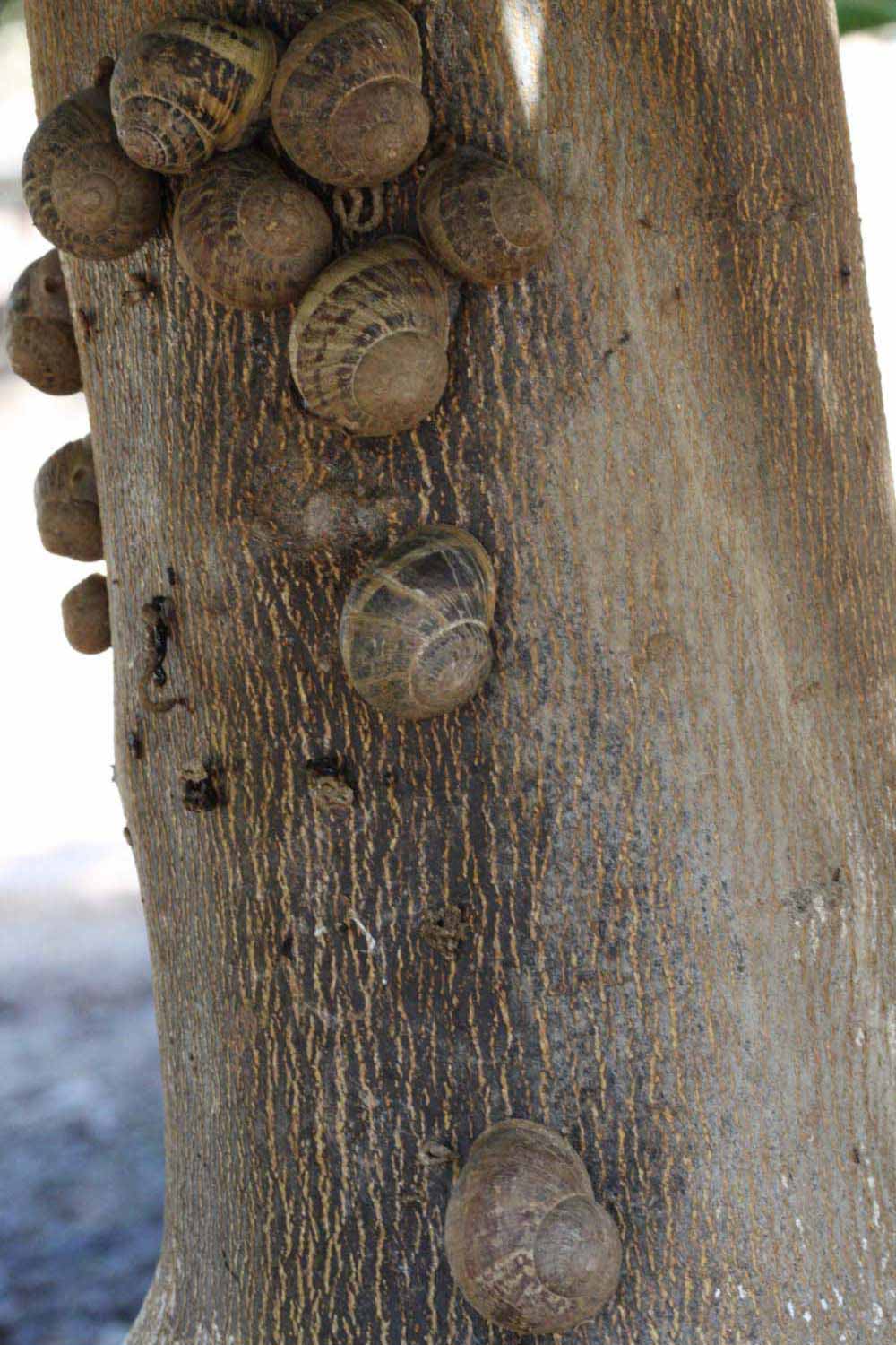            Bark (Riverside, CA)   